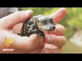 Lessons from Gator Hunting Adventures