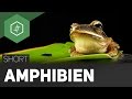 amphibien/