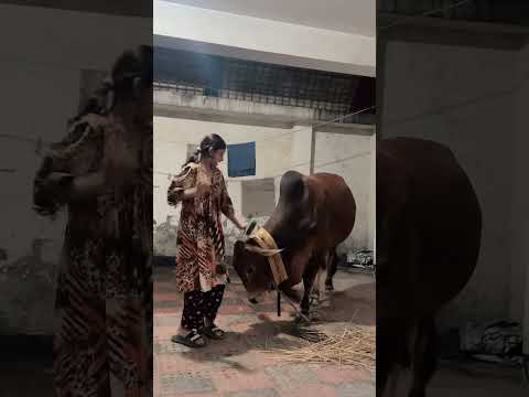 দিসিলো রে দিসিলো😂😂😂