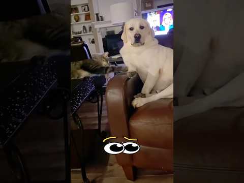 Fun moments in the life of a cat and a dog #cat #cats #funny #pets #reels #dog #dogs