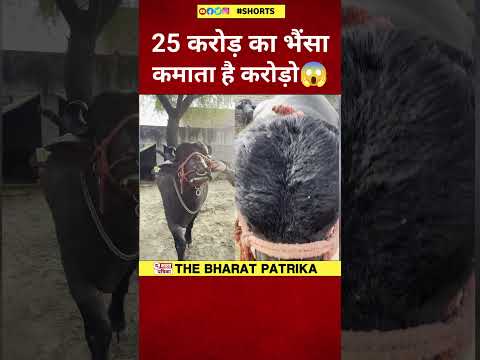 25 करोड़ का भैंसा😱 कमाता है करोड़ों!