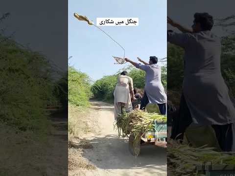 جنگلی شکاریوں کا جھنڈ ?#amazing #humor #shorts