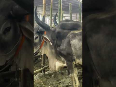 😳😳cow #shorts #shortvideo