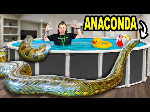 Giant Anaconda Goes Swimming In Our Basement!