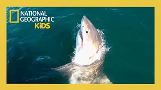 Shark Below Zero Full Episode 🦈 | @natgeokids