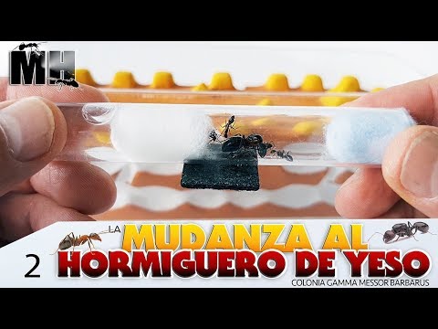 LAS NUEVAS HORMIGAS SE MUDAN AL HORMIGUERO DE YESO | Hormigas Messor Barbarus