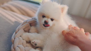 Too early to say goodbye | Story of our dog's heart disease