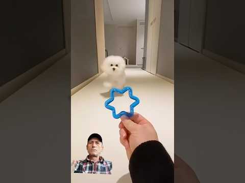 Dog lovers dog cute asmr #dog #pets #puppy #dogs  #viral #funny #cute #nature #shorts #short