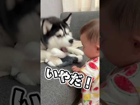 絶対におもちゃを譲らないハスキーが赤ちゃんには‥？