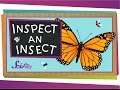 Insect Anatomy and Characteristics