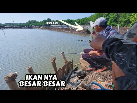 Serunya mancing saat ikan babon nya yang makan,ikan nya langsung kita goreng dan makan bersama
