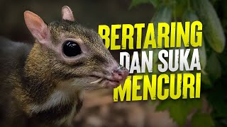 Kancil, Ungulata Terkecil yang Chill #AlamSemenit