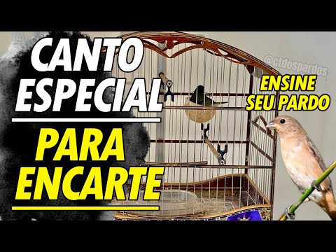 Canto especial pra ensinar filhote pardo papa capim chacal negro