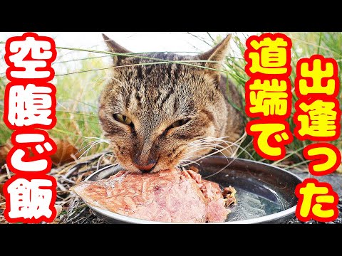 道端で出逢った空腹な猫にご飯をあげたら・・・ さくらねこへの給餌 癒され野良猫動画 感動猫動画