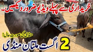 2 August Multan Mandi | Bhains aur janwaron ke rate maloom karein | Kharidari se pehle dekhein!