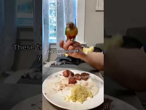 A tool parrot#parrot #cutebirds #funnybirds #funnyanimals