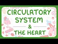 Circulatory System Concepts