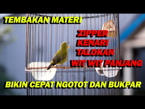 PANCINGAN PLECI NEMBAK MATERI ZIPPER , KENARI , WIT WIT PANJANG , TALOKAN BIKIN CEPAT BUKPAR