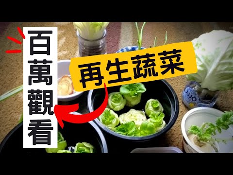 【不用種子直接種的菜】詳細介紹菜生菜 | 再生蔬菜 | 再生經驗分享 | 不用種子的蔬菜 | 不用種子的蔬菜 | 超市買來就種 | 以菜種菜 | - YouTube