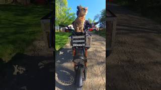 Need for Speed: Pouncey Edition