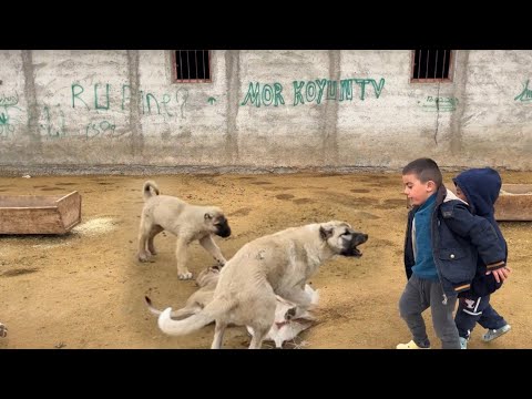 BURNUBEYAZ ÇOCUKLARA SALDIRDI DELİ Mİ NE?--CESUR ADI GİBİ