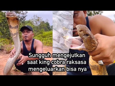 MENYERAMKAN INILAH TARING DAN BISA SOSOK ULAR KING COBRA RAKSASA KALIMANTAN | KING COBRA | ULAR