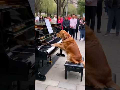 Dog Plays the Piano! 🎹🐶    Golden Retriever  #goldenretriever  #dog #pupy #love