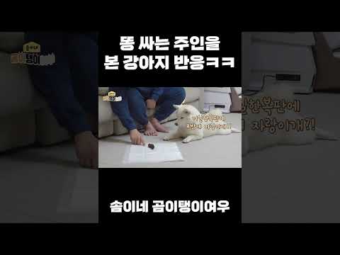 똥싼 주인에게 더럽다고 화내는 강아지 ㅋㅋㅋ#shorts