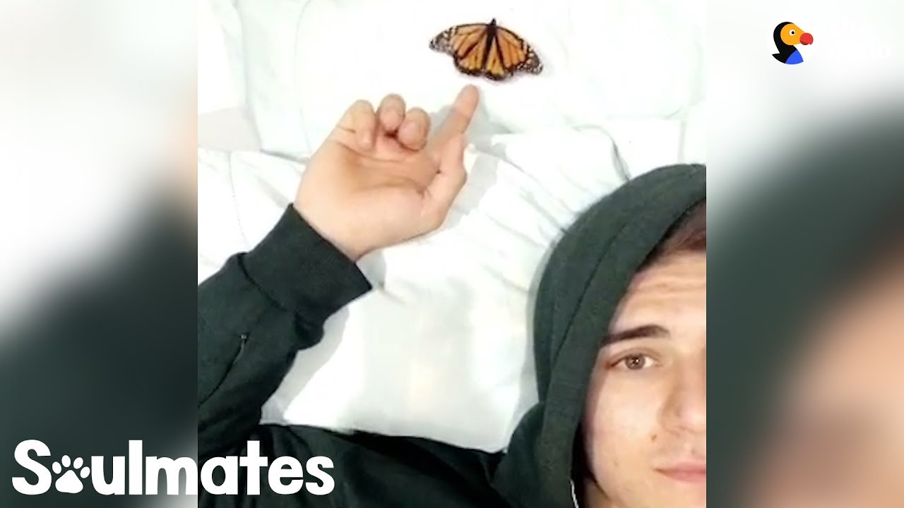 Guy Becomes Best Friends With A Butterfly Soulmates