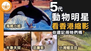 5 代陪伴香港的動物明星! [香港小歷史] (繁中字幕)