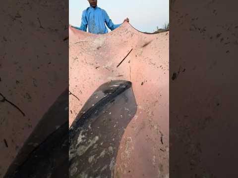 #fishing #villagepond #aquaculture #fish #fishpetfun #fishfarming #fishculture #foryou
