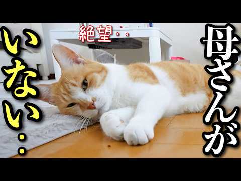 母の帰りを待ち続けた猫の行動が切なすぎる