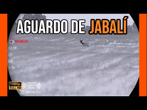 AGUARDO DE JABALI 2025 | MIGUEL RUIZ #2