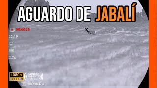 AGUARDO DE JABALI 2025 | MIGUEL RUIZ #2
