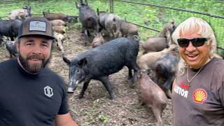 Trapping Pigs for Jimmy Houston!