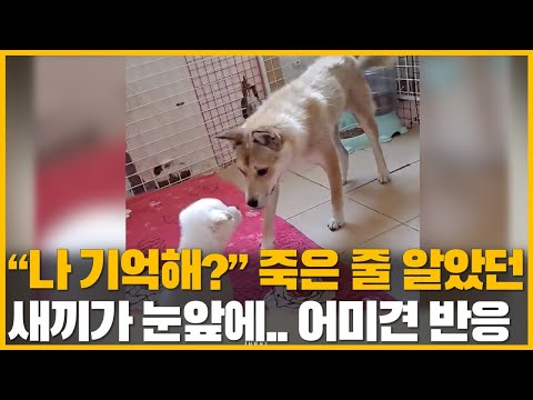 죽은 줄 알았던 새끼가 눈 앞에 나타나자... 어미견의 놀라운 '첫 반응'