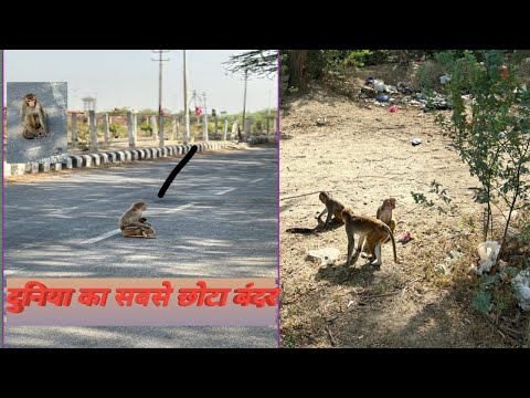 दुनिया का सबसे प्यारा MONKEY ! MOST CUTEST MONKEY #viral #pitbulll #dog @Ankit.dog.kennel