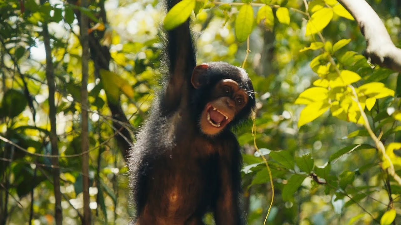 Baby Chimps Visit The Forest For The First Time BBC Earth