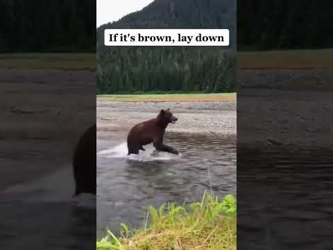 Crazy bear encounter! Subscribe for more videos every day 🐻👀 #bear #animals #wildlife #outdoors