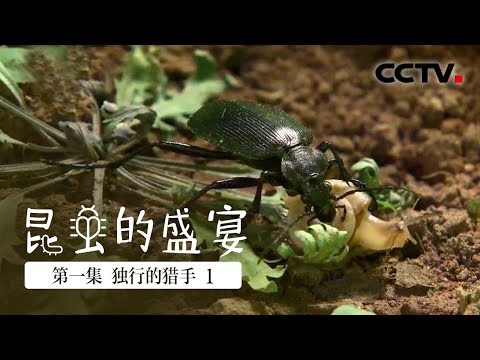 《昆虫的盛宴》第一集 独行的猎手（1）| CCTV纪录 - YouTube