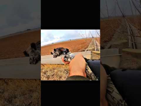 🔥 aтака дикого кабана 🐗😱 Спасся, забравшись на стену!#challenge#chase#hunting#wildlife#hunting