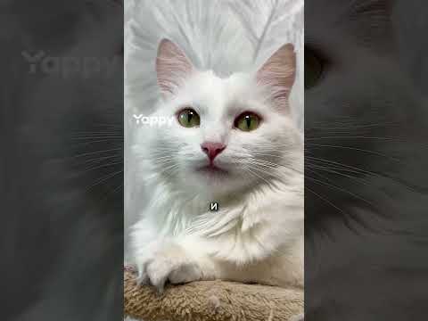 Фиксик Трансформер 🙀 #животные #котки #кошка #котка #топ #кот #юмор #котэ #shorts