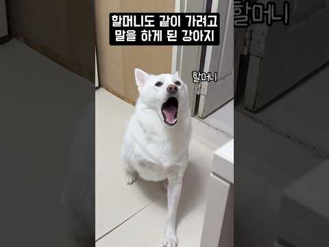 할머니도 같이 가려고 말을 하게 된 강아지 #shorts