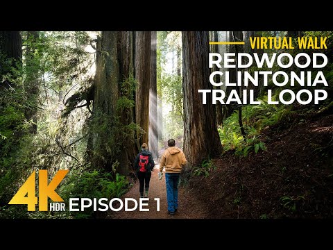 4K Redwood Forest Hike – Clintonia Trail, Part 1 | Relaxing Walk Among California's Giant Trees