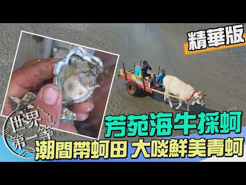 【彰化】潮間帶海牛採蚵 即將失傳的台灣特有漁法（王功漁港國宴海鮮小吃 蚵仔炸）｜《世界第一等》976集精華版 - YouTube