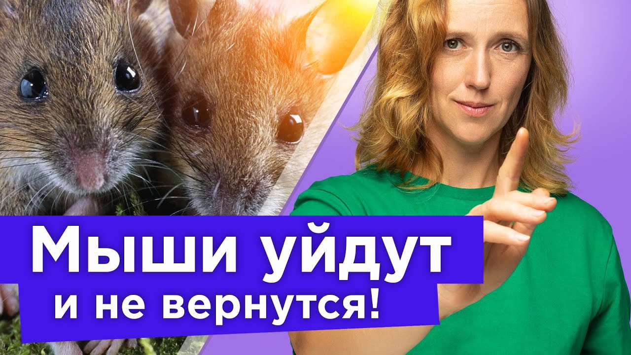 Мыши и крысы покинут ваш участок навсегда! Делаем приманку безопасную для котов, собак и птиц