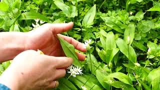 Kräuter aus dem Pfarrhausgarten (1), Hildegard von Bingen: Es gibt eine Kraft aus der Ewigkeit,