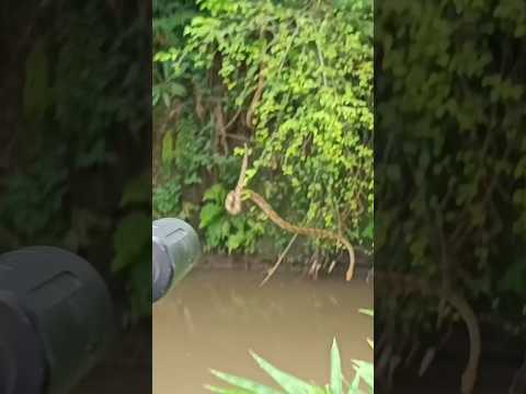 Eksekusi Ular Sanca kembang