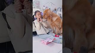 Sheriff Labrador: There's something wrong with this cookie.拉布拉多警长：这个饼干有问题 #dog #pets