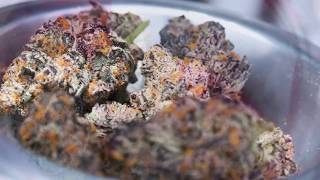 High Times Cannabis Cup Central Valley 2018 Recap
